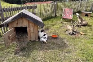 Bergh&uuml;tte Alpe Ober-H&uuml;ndle