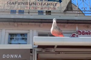 D&auml;nisches Eisparadies