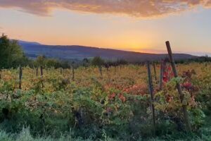 Die Weinbergh&uuml;tte Keltern