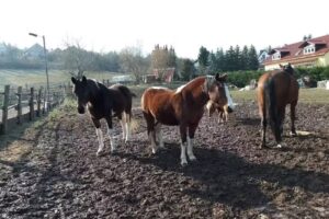 Ferienhof & Pension Nucke
