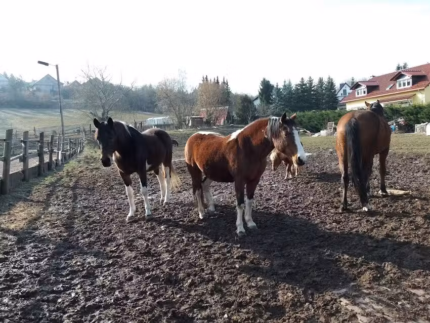 Ferienhof & Pension Nucke