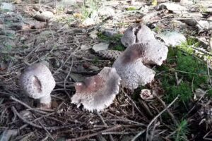 Forsthaus Klink