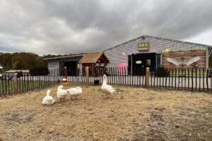 Gänsezucht Wermsdorf – Eskildsen GmbH