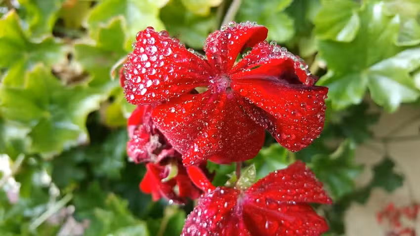 Gaststätte Mondschein