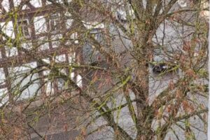 Hähnchen Grill (Wagen)