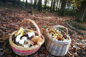 Pilze suchen simmern