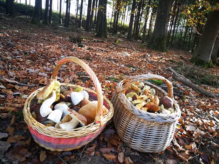 Pilze suchen simmern