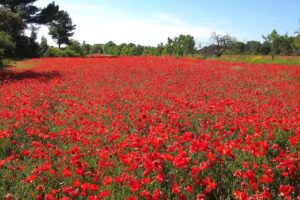 Provence Lavendelhonig