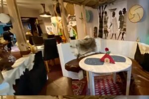 Restaurant Horn von Afrika
