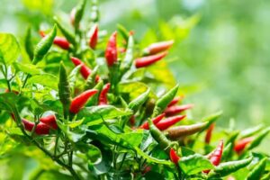 SchwarzwaldChili