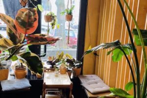 The Rabbit Caf&eacute;