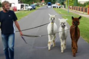 Urlaub mit Alpakas