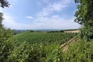 Wein Events & Action GmbH