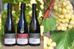 Weingut Ludwig Honold