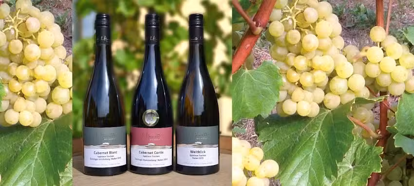 Weingut Ludwig Honold