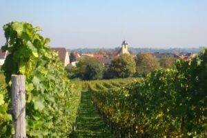 Weingut Wolf