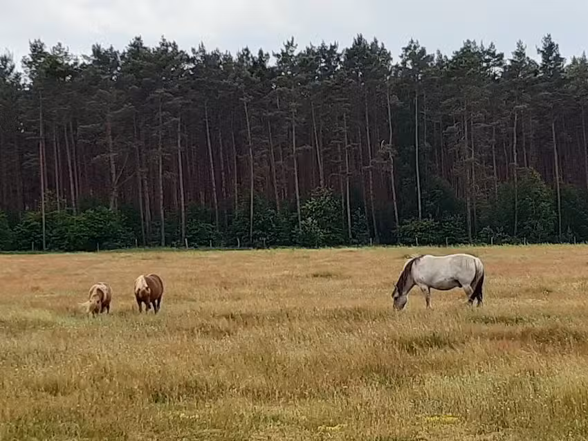 Wild und Haustierpark Liebenthal gGmbH