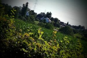 Zum Drei – Birkenhof