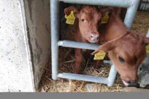 Zw&ouml;nitzer Agrargenosseschaft eG
